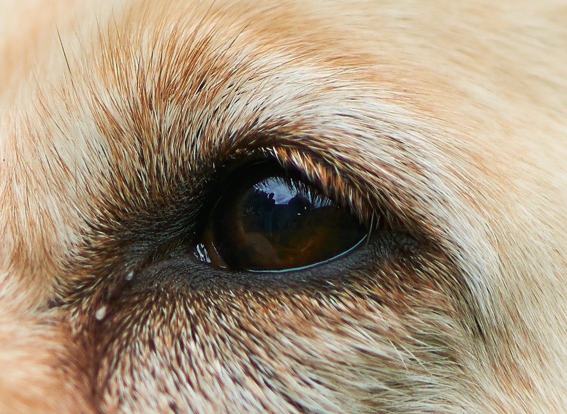 dogeyeyellowlab Leontine van Vliet Pencil artist